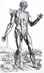 Pladerne fra anden bog af De Humani Corporis Fabrica af Andreas Vesalius
