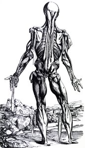 Pladerne fra anden bog af De Humani Corporis Fabrica af Andreas Vesalius