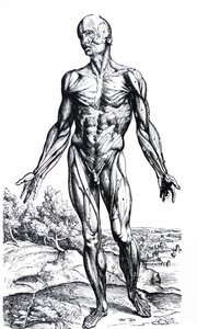 Pladerne fra anden bog af De Humani Corporis Fabrica af Andreas Vesalius