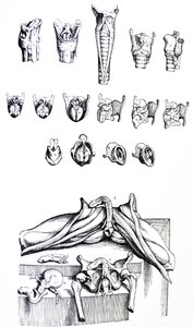 Pladerne fra anden bog af De Humani Corporis Fabrica af Andreas Vesalius