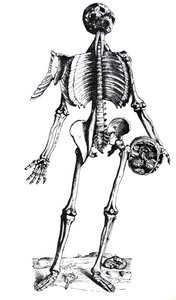 Pladerne fra den syvende bog af De Humani Corporis Fabrica af Andreas Vesalius