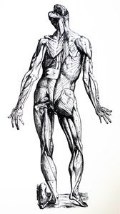 Pladerne fra den syvende bog i De Humani Corporis Fabrica af Andreas Vesalius