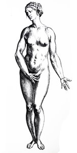 Pladerne fra den syvende bog af De Humani Corporis Fabrica af Andreas Vesalius