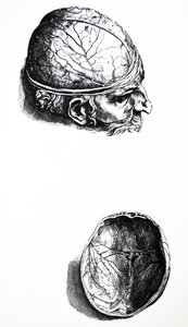 Pladerne fra den syvende bog i De Humani Corporis Fabrica af Andreas Vesalius