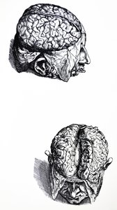 Pladerne fra den syvende bog af De Humani Corporis Fabrica af Andreas Vesalius