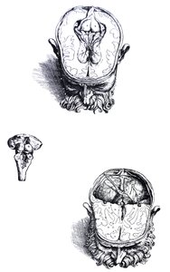 Pladerne fra den syvende bog af De Humani Corporis Fabrica af Andreas Vesalius