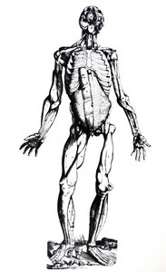 Pladerne fra den syvende bog af De Humani Corporis Fabrica af Andreas Vesalius