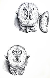 Pladerne fra den syvende bog af De Humani Corporis Fabrica af Andreas Vesalius
