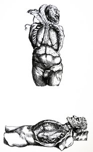Pladerne fra den sjette bog af De Humani Corporis Fabrica af Andreas Vesalius