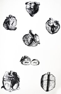 Pladerne fra den sjette bog af De Humani Corporis Fabrica af Andreas Vesalius