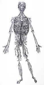 Pladerne fra den tredje bog i De Humani Corporis Fabrica af Andreas Vesalius