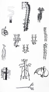 Pladerne fra den tredje bog af De Humani Corporis Fabrica af Andreas Vesalius