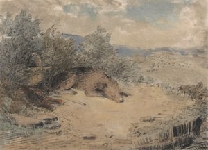 Fårehund sover i et landskab