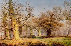 Egetræer i Sherwood Forest