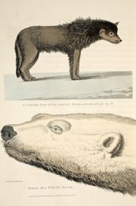 A Sledge Dog of the Arctic Highlander and the Head of a White Bear, illustration fra 
