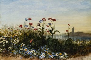 Ferrycarrig Castle, Co. Wexford, set gennem en bank af vilde blomster,