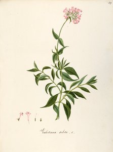 Valerianaceae, rød baldrian (Centranthus ruber), urteagtig flerårig plante til blomsterbede eller klippehaver, spontan i Italien, af Angela Rossi Bottione og kolleger, akvarel af Angela Rossi Bottione