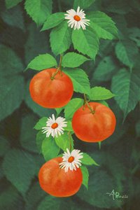 Appelsiner og tusindfryd af Angeles M. Pomata