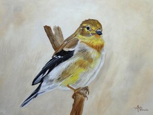 En gul finker, der sidder på en gren af Angeles M. Pomata