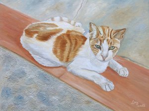 Den opmærksomme orange tabby