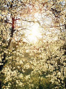 Strålende forårsblomster af Angelo Cerantola