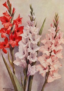 En gruppe moderne gladioler (farvelitografi) af Angelo Fairfax Muckley