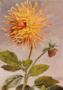 Cactus Dahlia Mrs H L Brousson, Farve, fawn, med et skær af Scarlet Crimson (farvelitografi)