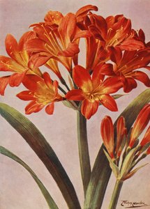Clivia Miniata, længe kendt som Imantophyllum Miniatum (farvelitografi)