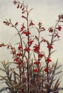 Lobelia Cardinals (farvelitografi)