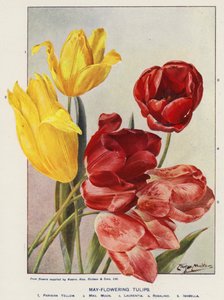 Majblomstrende tulipaner (farvelitografi)