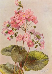 Primula Obconica (farvelitografi)