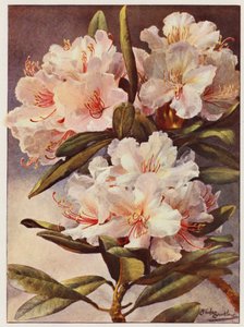 Rhododendron Rosa Mundi (farvelitografi)