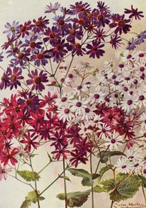 Star Cinerarias (farvelitografi) af Angelo Fairfax Muckley