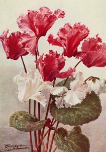 Sommerfuglen Cyclamen (farvelitografi)