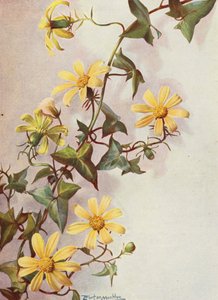 Den gule vedbend, Senecio Macroglossus (farvelitografi)