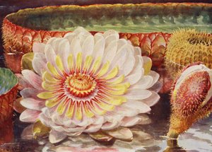 Victoria Regia, den ædleste af alle vandplanter (farvelitografi)