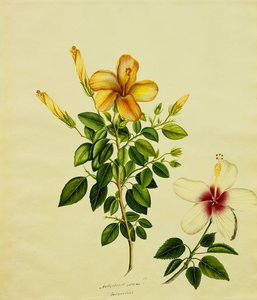 Studier af Hibisci, en aloe og andre, c.1840