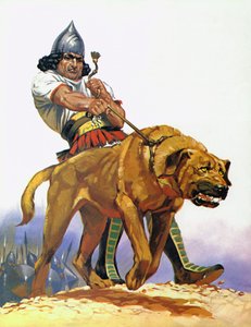 Assyrisk kamphund (farvelitografi)