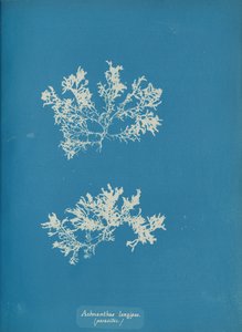 Achnanthes longipes. parasitisk., ca. 1853. af Anna Atkins