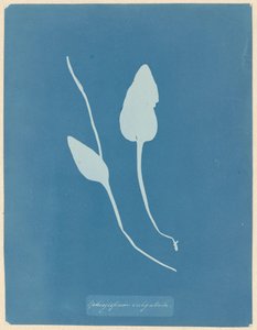 Addertong af Anna Atkins