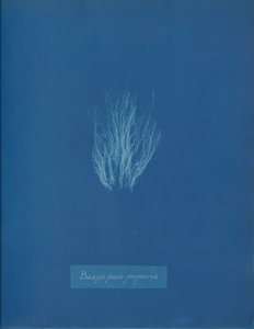 Bangia fusco-purpurea, ca. 1853. af Anna Atkins