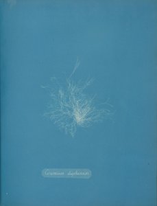 Transparent keramik, ca. 1853 af Anna Atkins