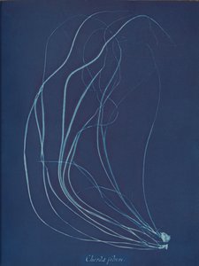 Trådsnor, ca. 1853 af Anna Atkins