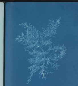Chylocladia kaliformis af Anna Atkins