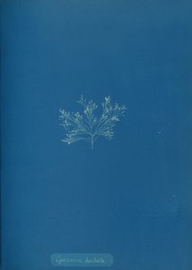 Cystoseira barbata, ca. 1853. af Anna Atkins