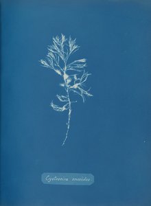 Cystoseira ericoides, ca. 1853. af Anna Atkins