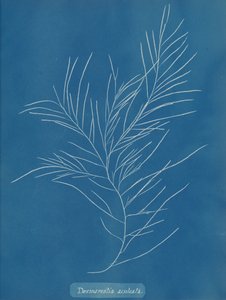 Desmarestia aculeata, ca. 1853. af Anna Atkins
