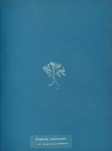 Marine kiselalger på Ceramium rubrum, ca. 1853 af Anna Atkins