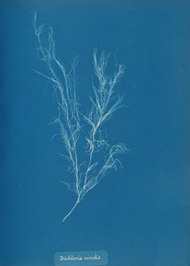 Dichloria viridis, ca. 1853. af Anna Atkins