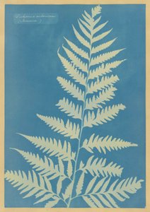 Dichsonia arborescens, Jamaica af Anna Atkins